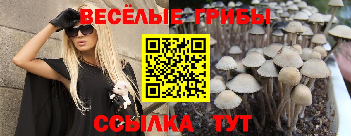 Галлюциногенные грибы Psilocybine cubensis  Вход с VPN  Выкса 